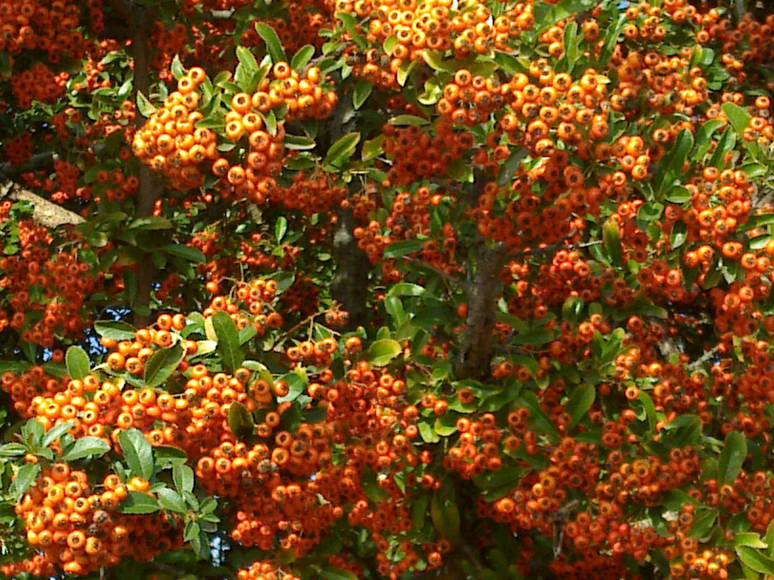 Image de Pyracantha coccinea M. J. Roemer