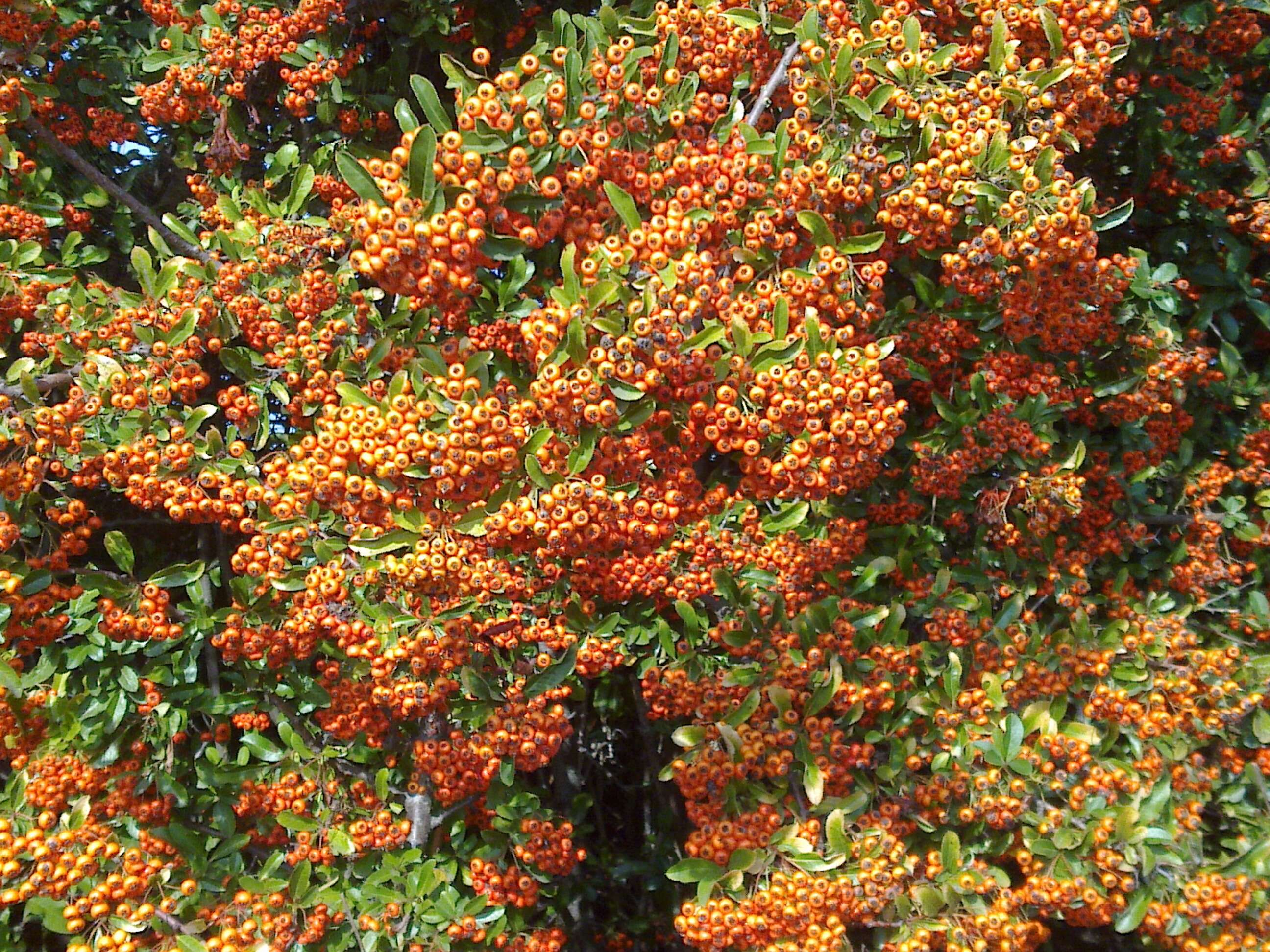 Image de Pyracantha coccinea M. J. Roemer