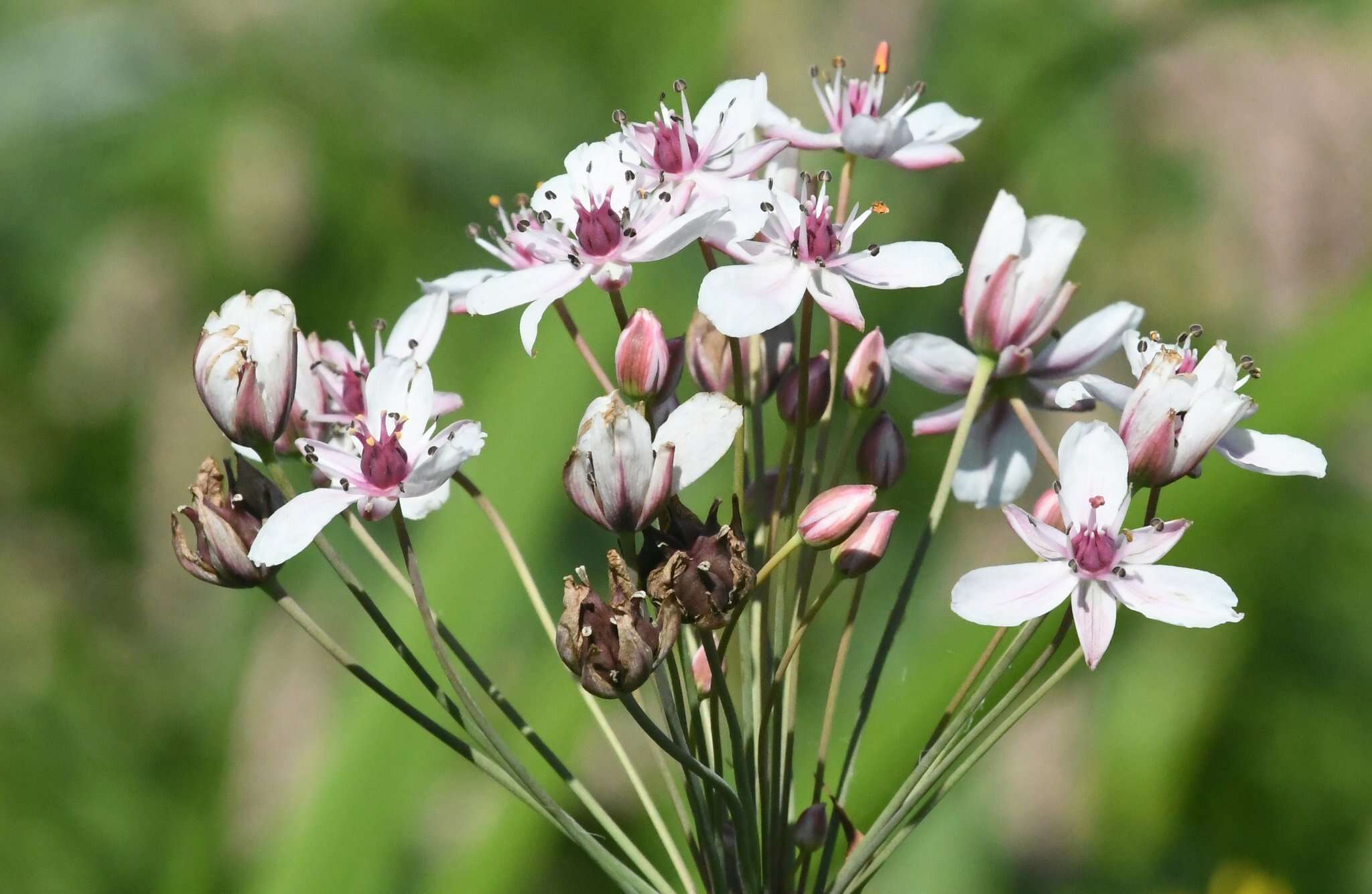 Image of flowering rush family