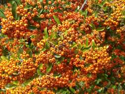 Image de Pyracantha coccinea M. J. Roemer