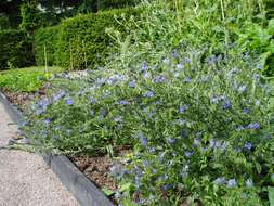 Imagem de Echium vulgare L.