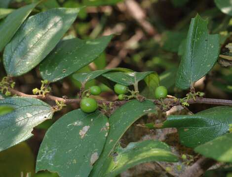 Image of Ziziphus oenopolia (L.) Mill.