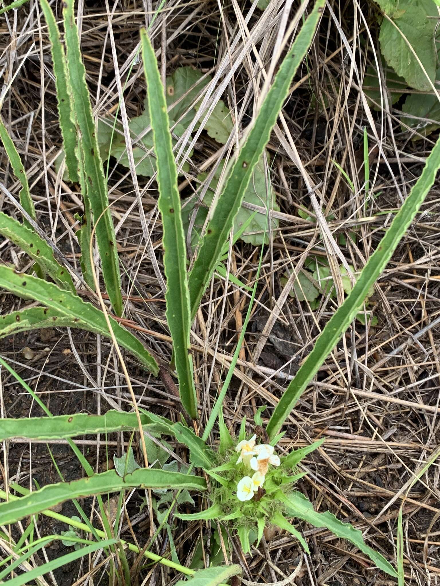 صورة Crabbea angustifolia Nees