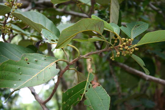 Image de Litsea bindoniana (F. Müll.) F. Müll.