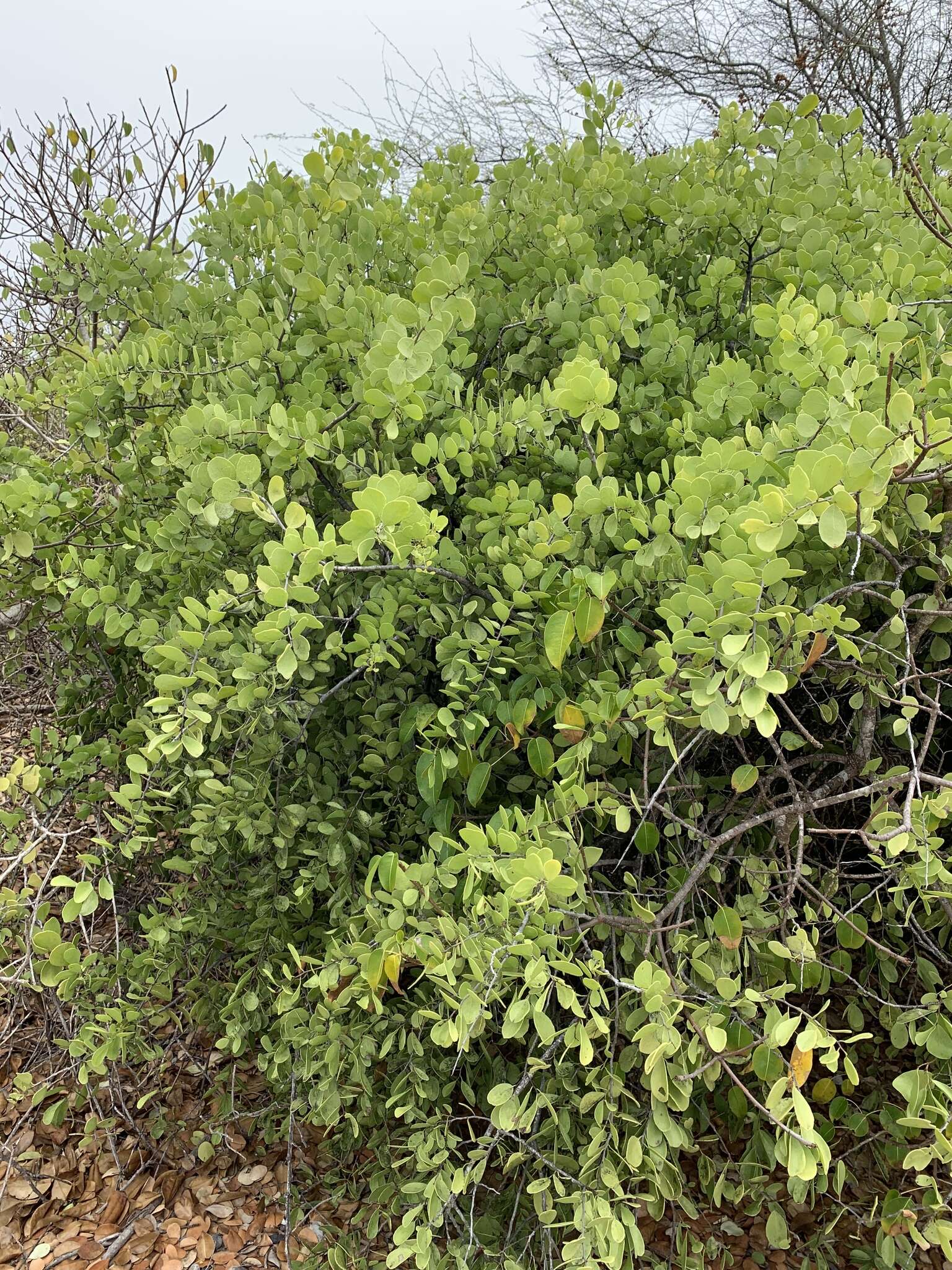 Image of Galápagos leatherleaf