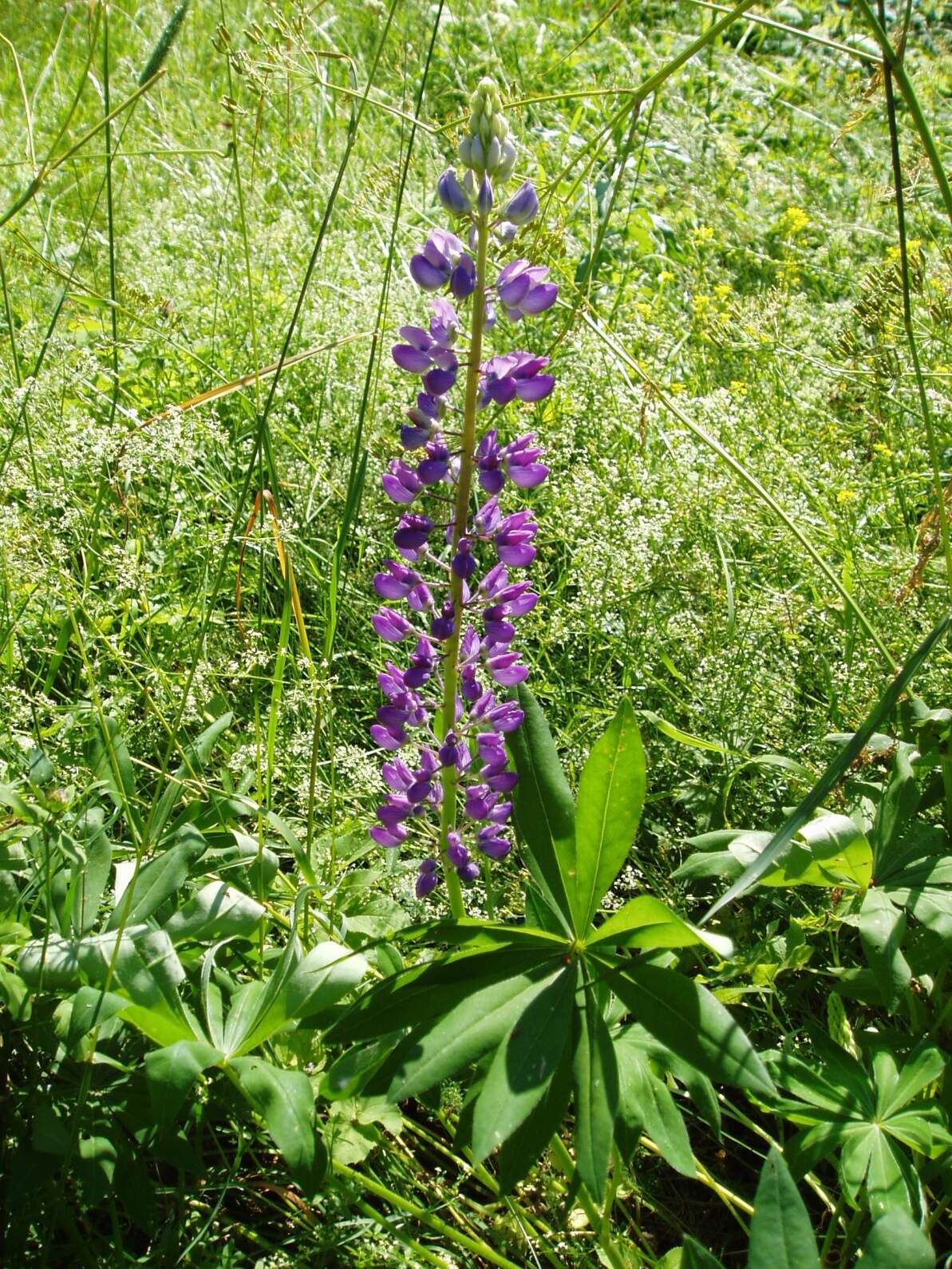 Image of big-leaved lupine