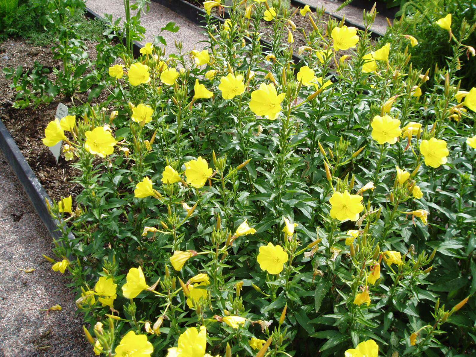 Imagem de Oenothera biennis L.