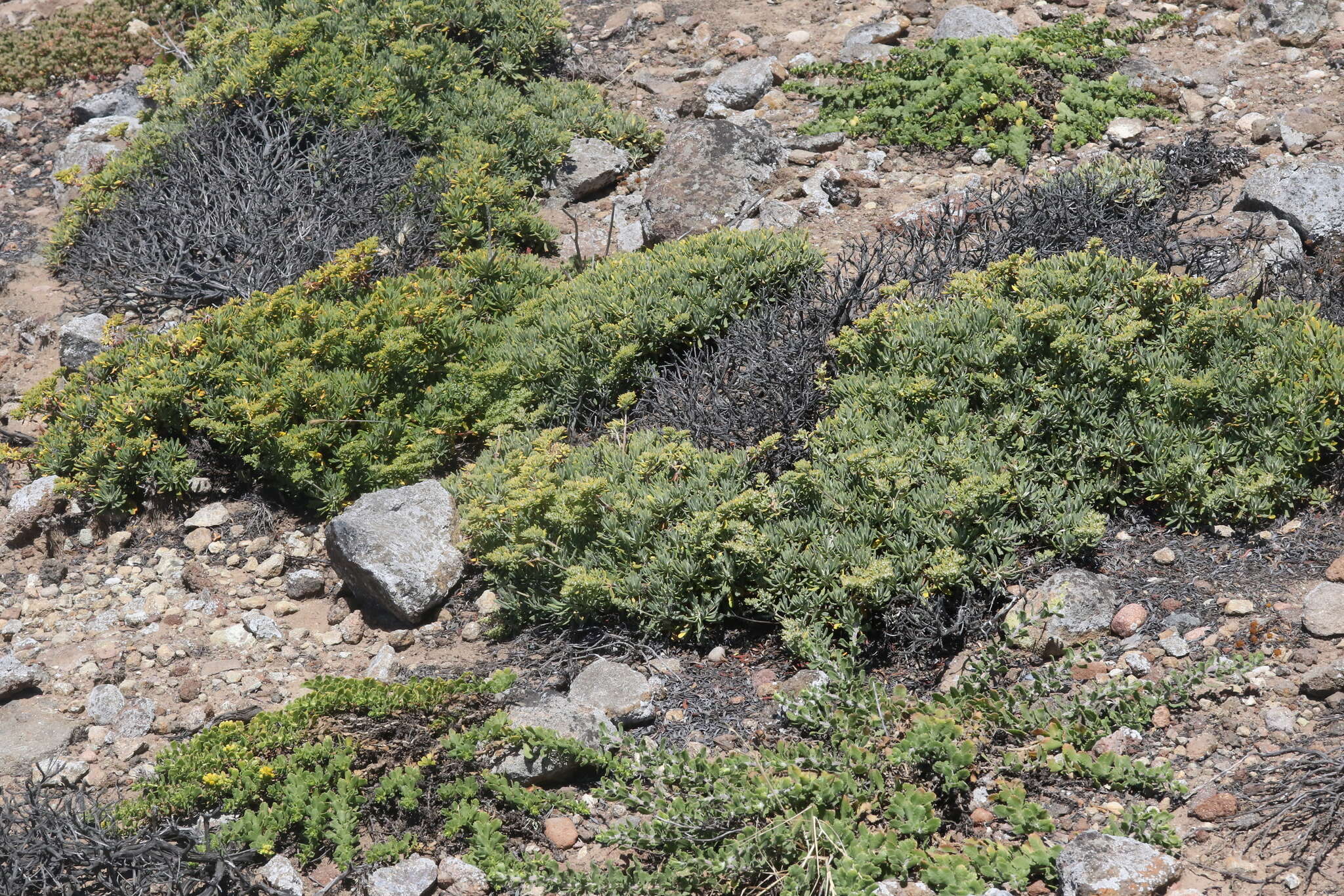 Imagem de Eriogonum arborescens Greene