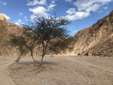 Vachellia tortilis subsp. raddiana (Savi) Kyal. & Boatwr.的圖片