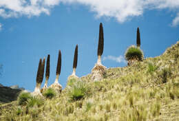 Image de Puya raimondii Harms