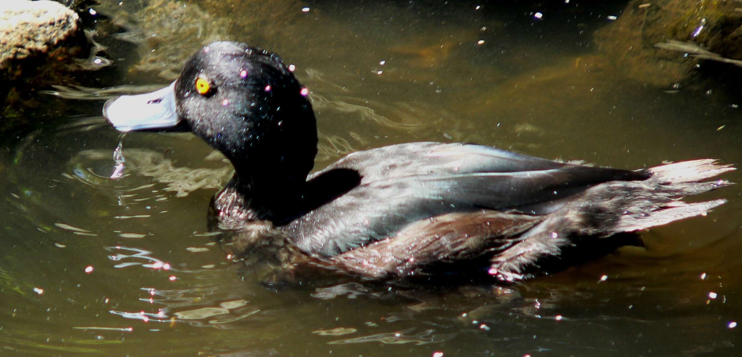 Image of New Zealand Scaup