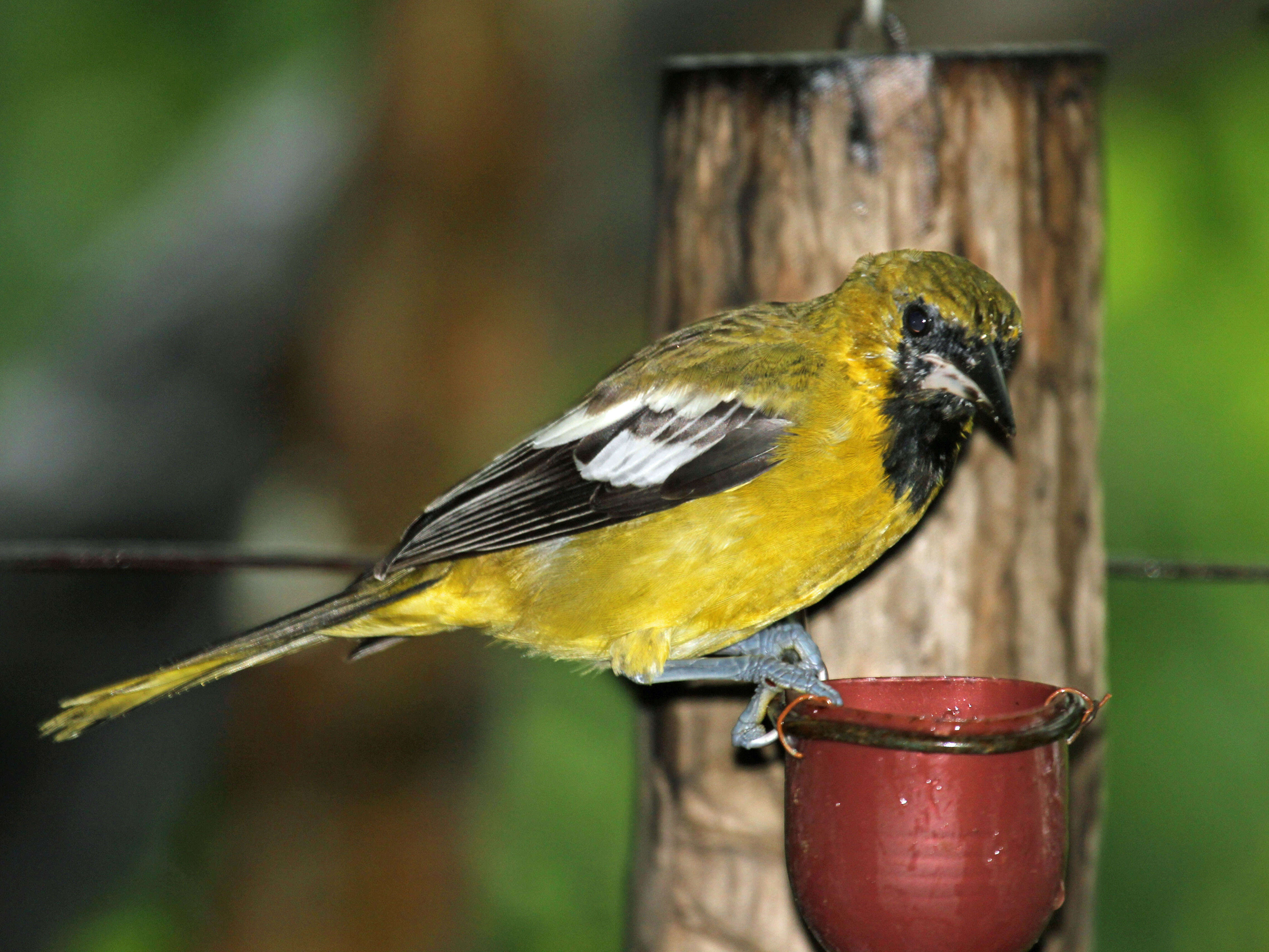 Imagem de Icterus leucopteryx (Wagler 1827)