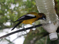 Imagem de Icterus leucopteryx (Wagler 1827)