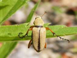 Image of Rose Chafer