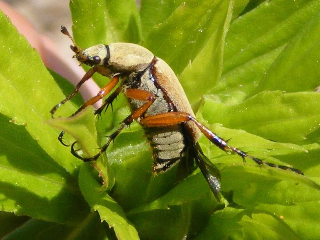 Image of Rose Chafer