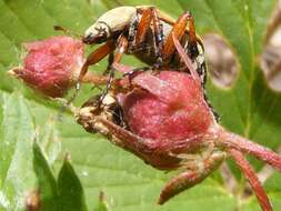 Image of Rose Chafer