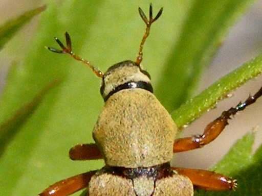 Image of Rose Chafer