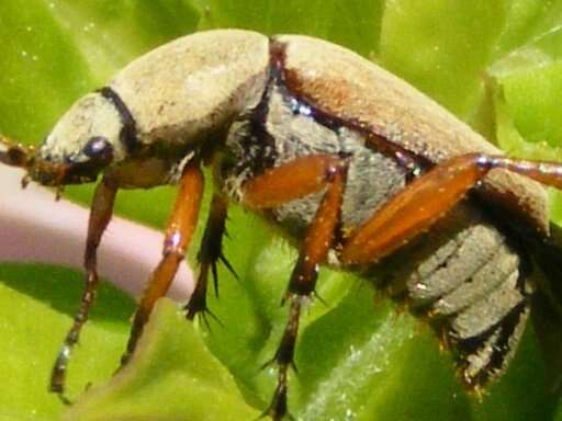 Image of Rose Chafer