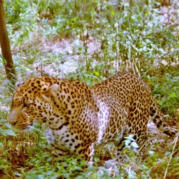 Image of African leopard