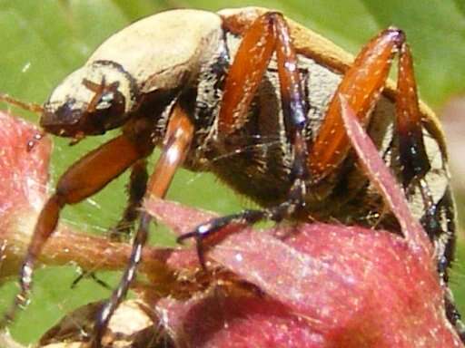 Image of Rose Chafer