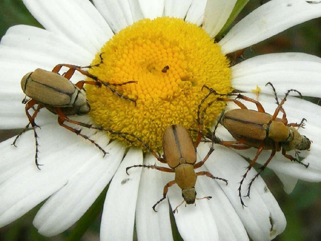 Image of Rose Chafer