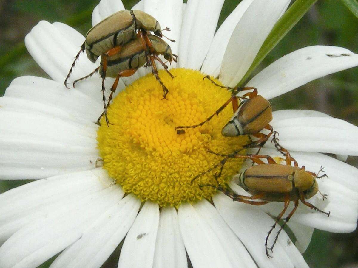 Image of Rose Chafer