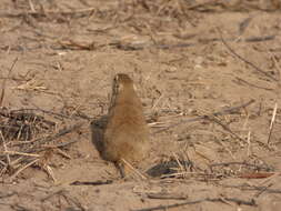 Image of Indian Desert Gerbil