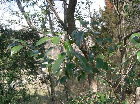 Image of sea bilberry