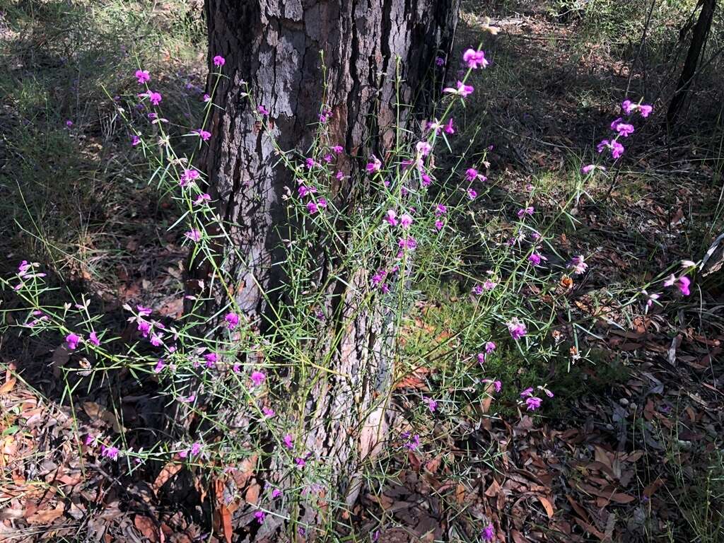 Image of Mirbelia speciosa subsp. ringrosei (Bailey) Pedley