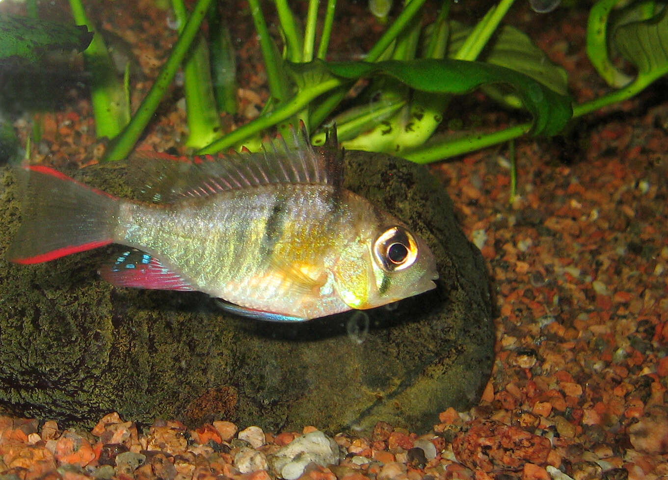 Image of Mikrogeophagus altispinosus (Haseman 1911)