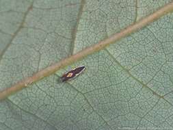 Image of Erythroneura aclys McAtee 1920