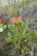 Imagem de Protea foliosa Rourke