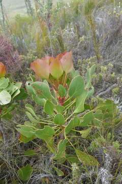 Image of Protea foliosa Rourke