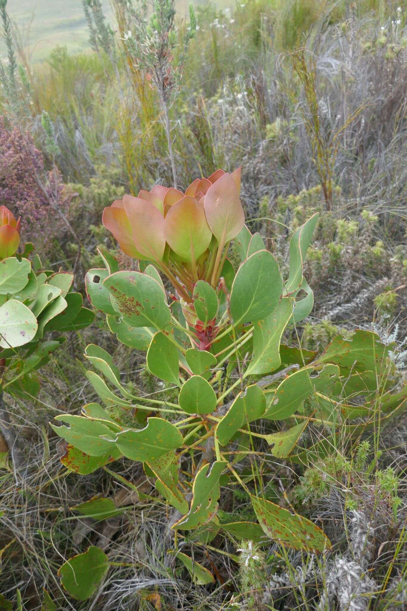 Imagem de Protea foliosa Rourke