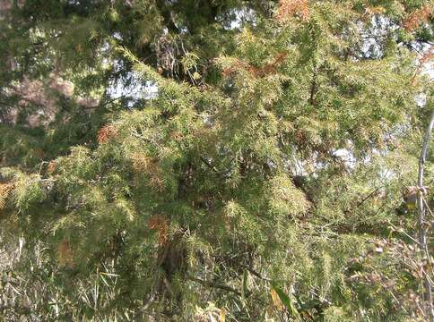 Image of Needle Juniper