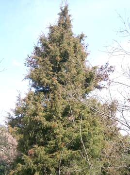 Imagem de Juniperus rigida Siebold & Zucc.