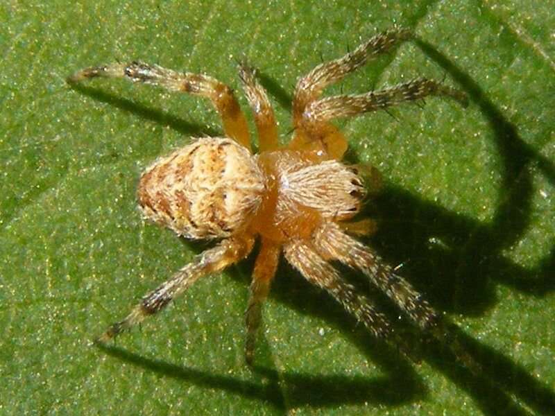 Image of Barn orb-weaver