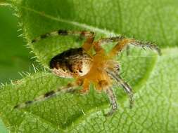 Image of Barn orb-weaver