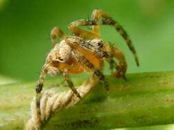 Image of Barn orb-weaver