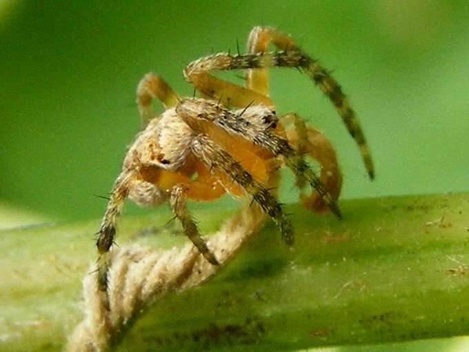 Image of Barn orb-weaver