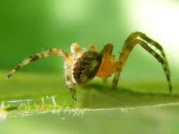 Image of Barn orb-weaver