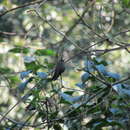 Image of Garnet-throated Hummingbird