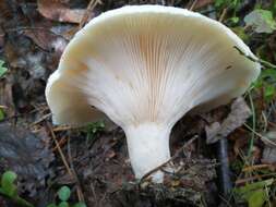 Image of Lactarius aquizonatus Kytöv. 1984