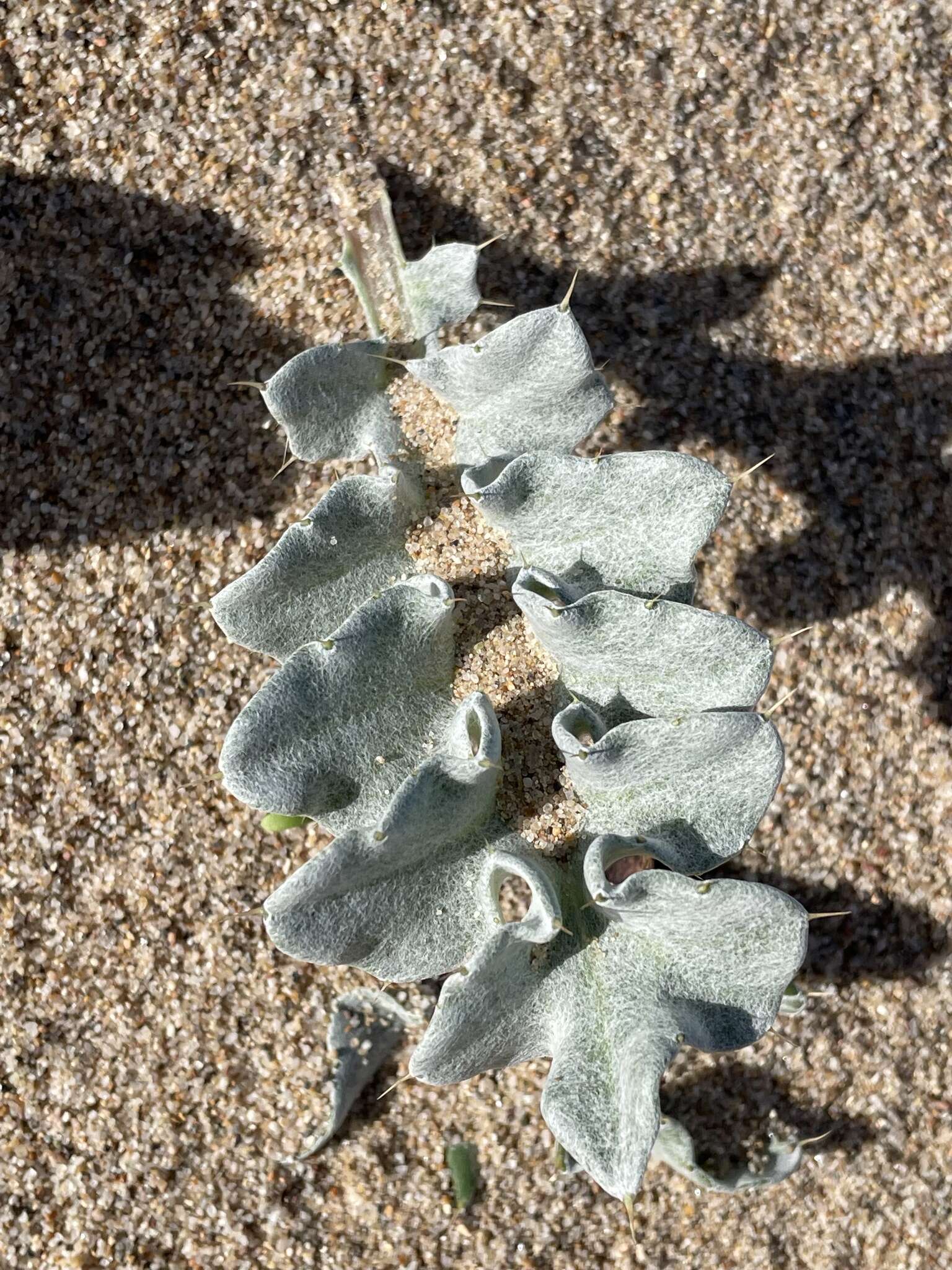 Cirsium rhothophilum Blake的圖片