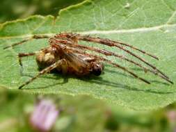 Image of Gray Cross Spider