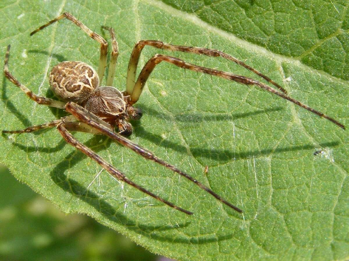 Image of Gray Cross Spider