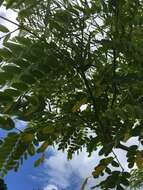 Image of tall albizia