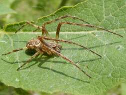 Image of Gray Cross Spider