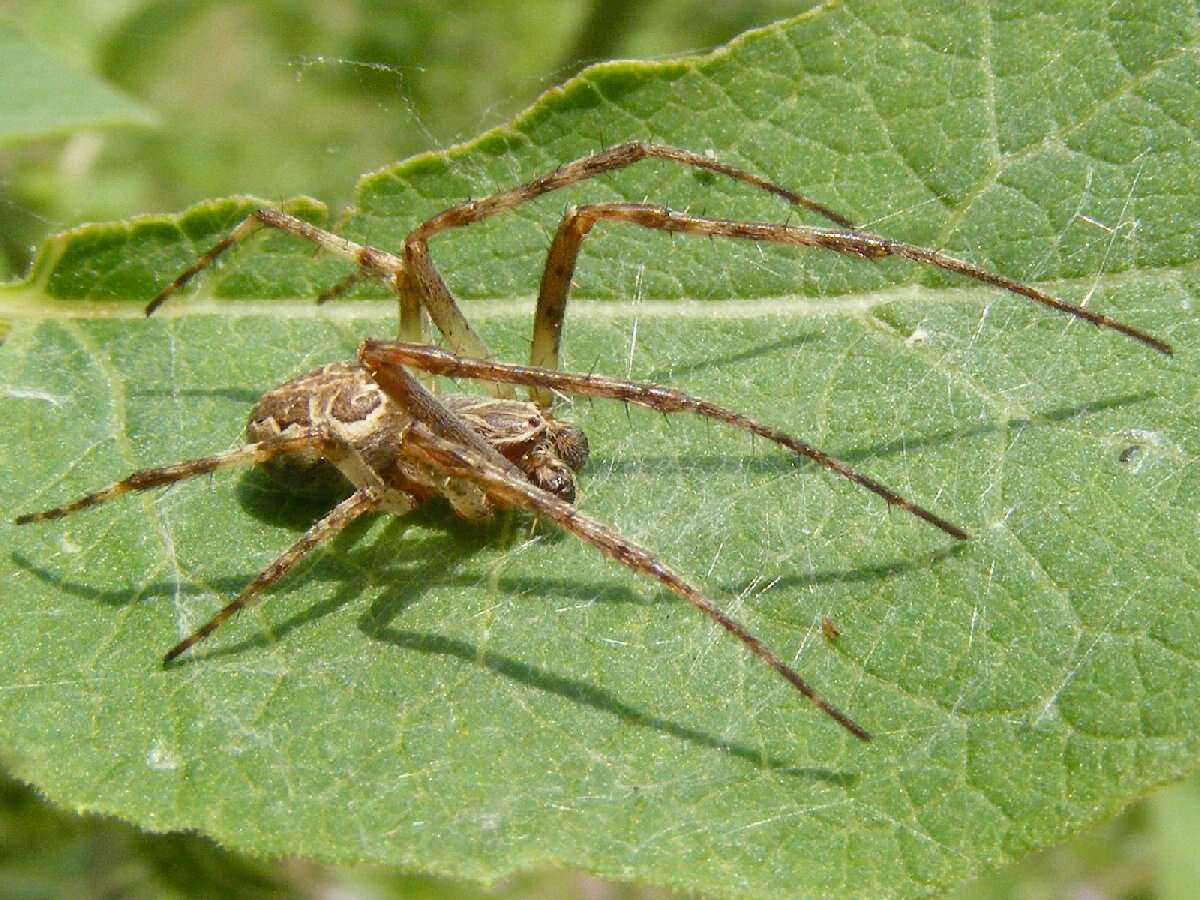 Image of Gray Cross Spider