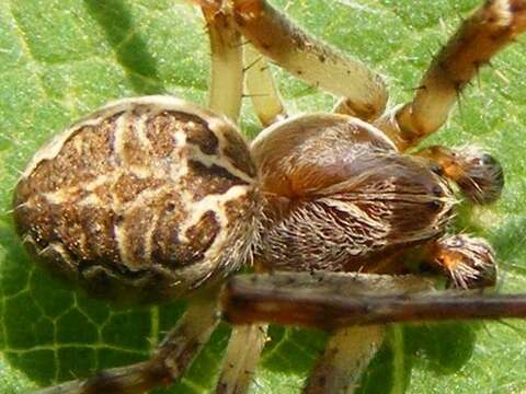 Image of Gray Cross Spider